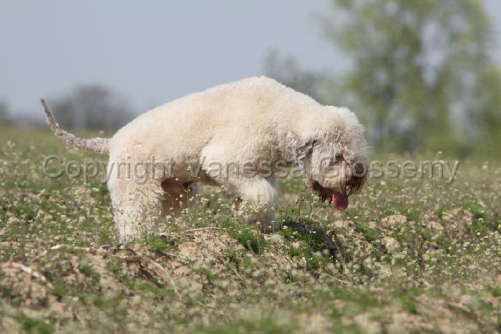 LAGOTTO 099.jpg